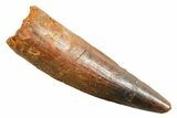 Fossil Spinosaurus Tooth - Real Dinosaur Tooth #364204-1